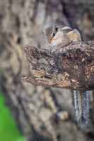 Indian palm squirel