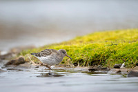 Purple Sandpiper