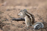Indian palm squirel