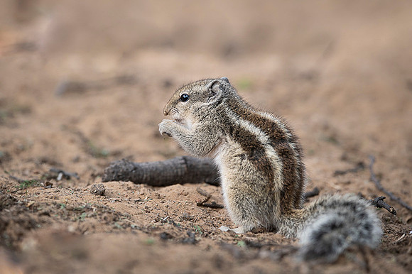Indian palm squirel