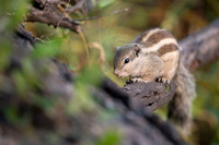 Indian palm squirel