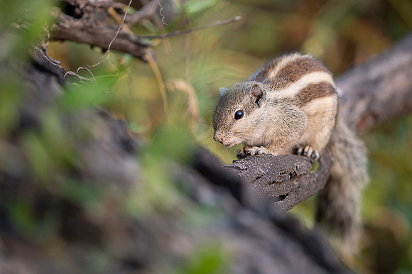 Indian palm squirel