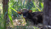 Indian Gaur