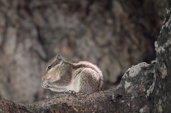 Indian palm squirel