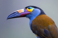 Mountain Toucan