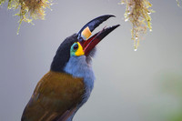 Mountain Toucan