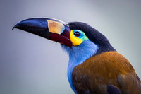 Mountain Toucan