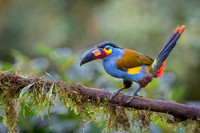 Mountain Toucan