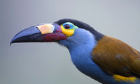 Mountain Toucan