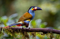 Mountain Toucan