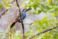 Mountain Toucan