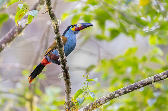 Mountain Toucan