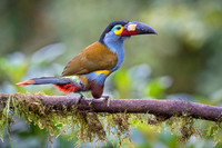 Mountain Toucan
