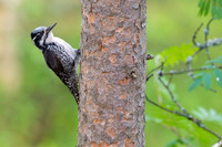 Three toed woodpecker / Dziędzioł trójpalczasty
