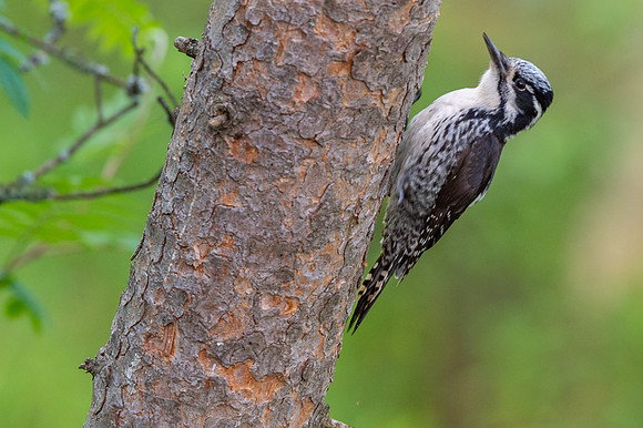 Three toed woodpecker / Dziędzioł trójpalczasty