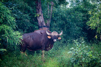 Indian Gaur