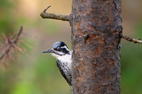 Three toed woodpecker / Dziędzioł trójpalczasty