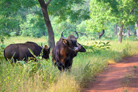 Indian Gaur