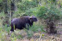Indian Gaur