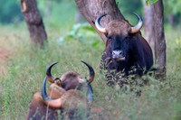 Indian Gaur