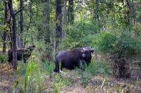 Indian Gaur