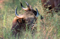 Indian Gaur