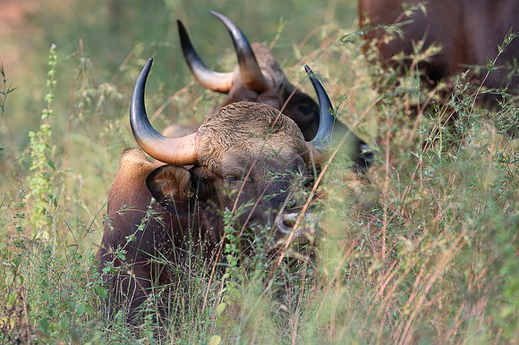 Indian Gaur
