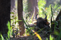 Indian Gaur