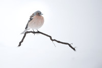 Chaffinch / Zięba