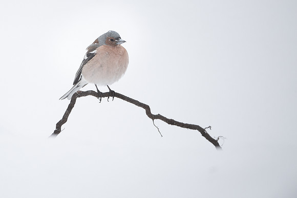 Chaffinch / Zięba