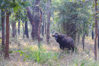 Indian Gaur