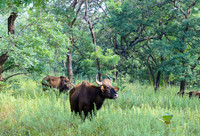 Indian Gaur