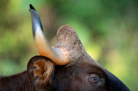 Indian Gaur