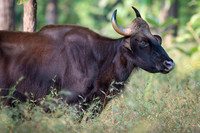Indian Gaur