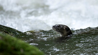 Neotropical otter