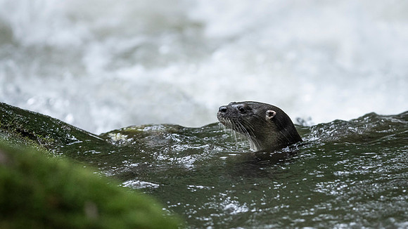Neotropical otter