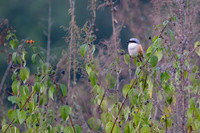 Bay backed shrike