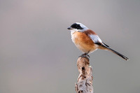 Bay backed shrike