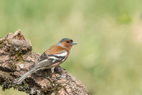 Chaffinch / Zięba