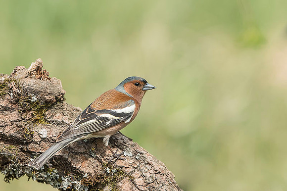 Chaffinch / Zięba