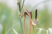 Ashy prinia