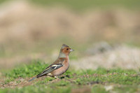 Chaffinch / Zięba