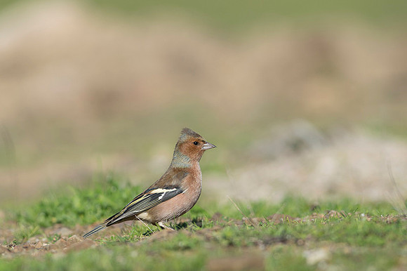 Chaffinch / Zięba