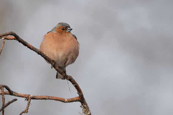 Chaffinch / Zięba
