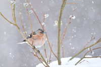 Chaffinch / Zięba