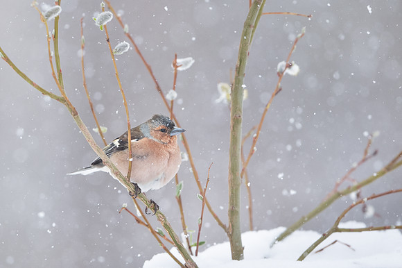 Chaffinch / Zięba