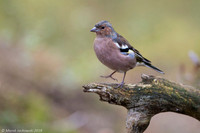 Chaffinch / Zięba