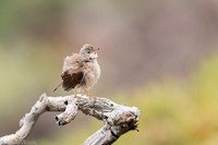Common whitethroat / Cierniówka