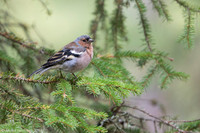 Chaffinch / Zięba