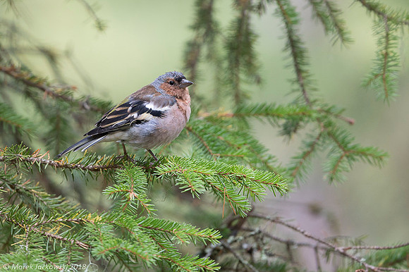 Chaffinch / Zięba